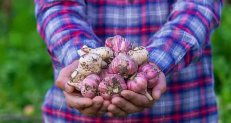 fresh garlic at alopikas