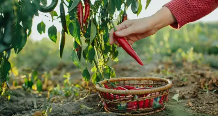 quality chillies at alopikas